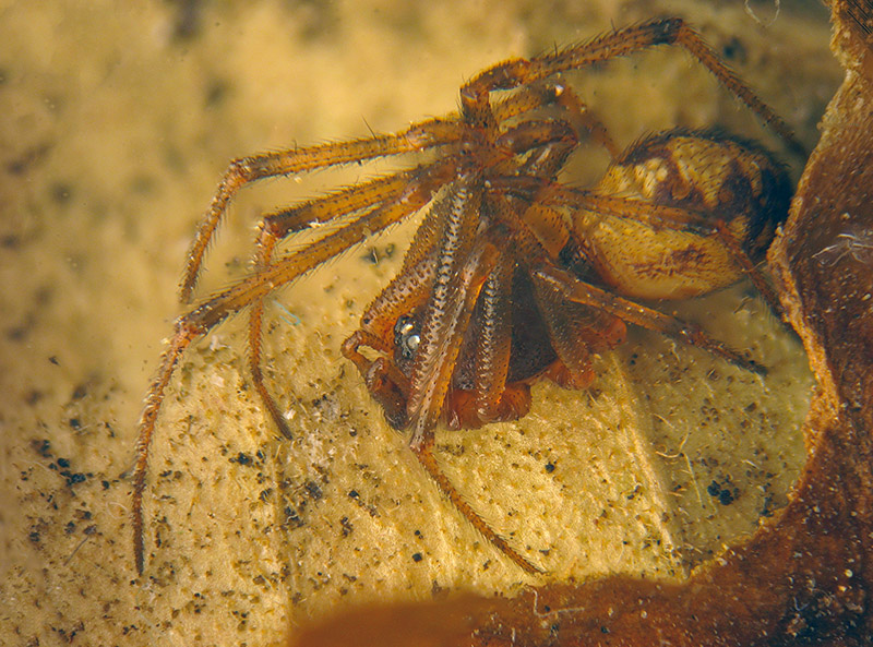 Steatoda triangulosa - Albizzate (VA)